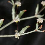 Eriogonum angulosum Цвят