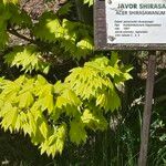 Acer shirasawanum Folha