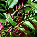 Jasminum polyanthum Цветок