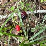 Rubus argutusഫലം