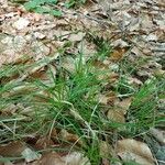 Carex pilulifera Floro