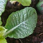 Primula × polyantha Blad