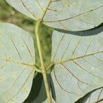 Erythrina globocalyx Lapas