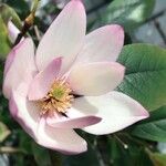 Magnolia figo Hoja