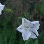 Nicotiana quadrivalvis Flor