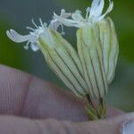 Silene douglasii Flower