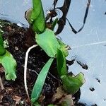 Lysichiton americanus Folio