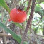 Solanum capsicoides Plod