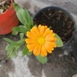 Calendula officinalisList