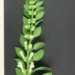 Scutellaria albida その他の提案