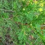 Chamaecyparis thyoides Leaf
