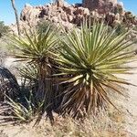 Yucca schidigera Habitus