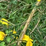 Cytisus scoparius Bark