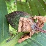 Gossypium hirsutum ফল