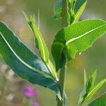 Lactuca serriola മറ്റ്