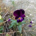 Viola tricolorFlor