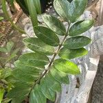 Zamioculcas zamiifolia Fuelha