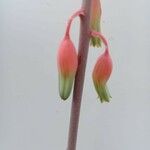 Gasteria disticha Flower