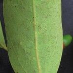 Aiouea brenesii List