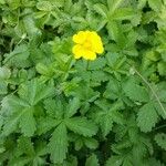 Potentilla reptansЛисток