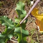 Asclepias amplexicaulis Leaf