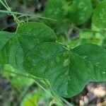 Passiflora lutea Φύλλο