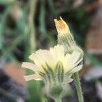 Andryala integrifolia Flower