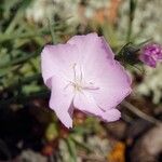 Dianthus gyspergerae Flower