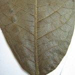 Brosimum acutifolium Otro