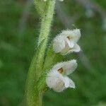 Goodyera repens Цветок