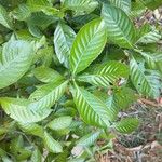 Psychotria carthagenensis Blad