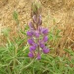 Lupinus formosus Flower