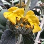 Phlomis fruticosa 花