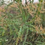 Acacia pravissima葉
