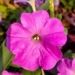 Petunia integrifolia Цвят