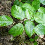 Carpinus orientalis Blad