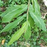 Zingiber cernuum Leaf