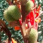 Canna indica Fruit