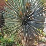 Yucca elata Blad