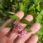 Spiraea tomentosa പുഷ്പം