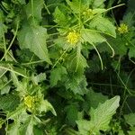 Sisymbrium erysimoides Leaf