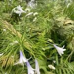 Agapanthus africanusFlower