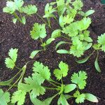 Coriandrum sativum Φύλλο