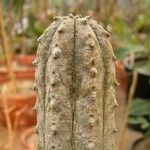 Euphorbia abdelkuri Hoja
