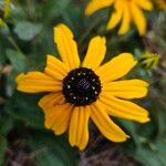 Rudbeckia triloba फूल