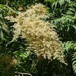 Sorbaria kirilowii ফুল