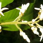 Conchocarpus nicaraguensis
