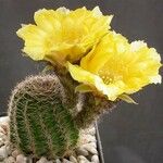 Echinopsis famatimensis Flor