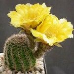 Echinopsis famatimensis