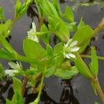 Stellaria alsine Blomst